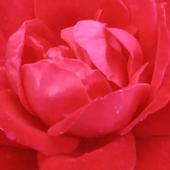 Trandafiri Floribunda - Trandafiri - Double Knock Out® - Trandafiri online